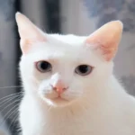White Cat Dream Meaning & Symbolism (9 Meanings)