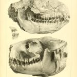 Anatomical illustration of a tooth — dreaming about teeth crumbling and breaking
