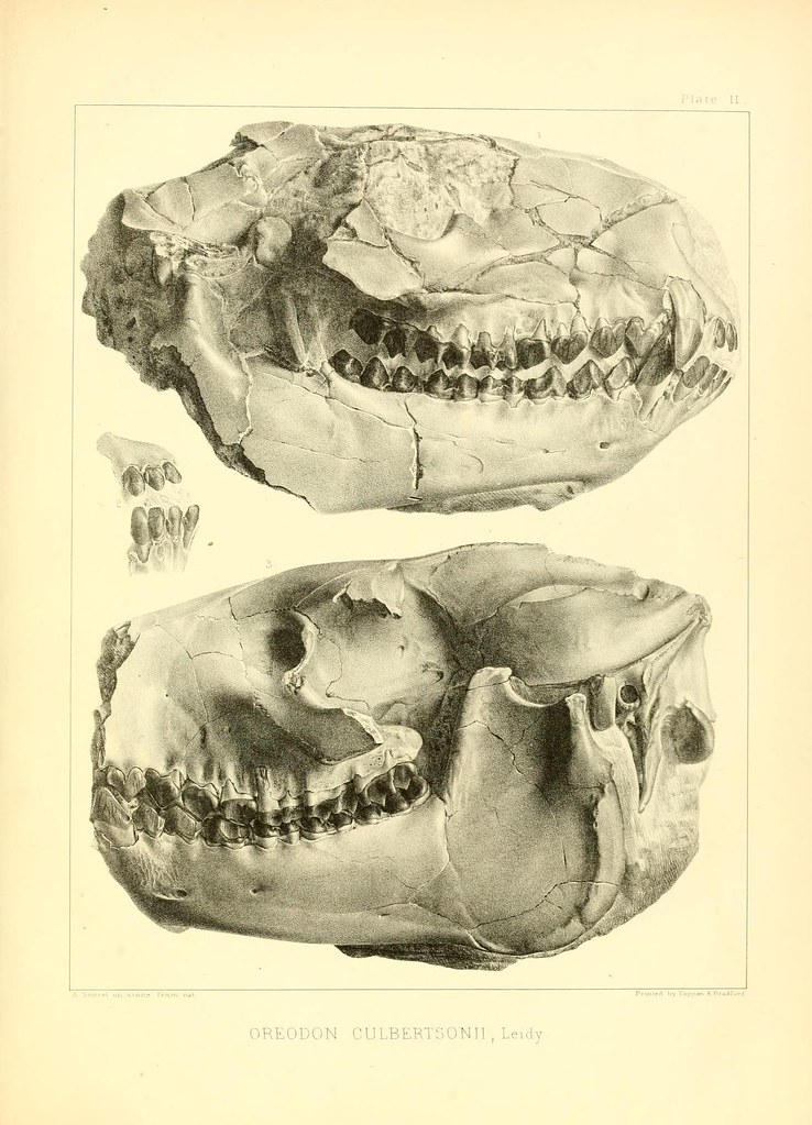 Anatomical illustration of a tooth — dreaming about teeth crumbling and breaking
