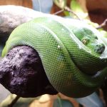 Close-up of a snake — what it means to dream about snakes