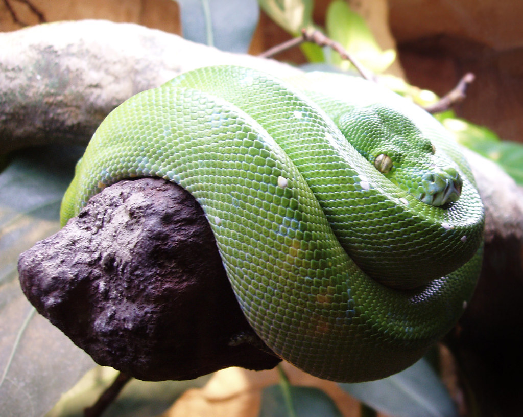 Close-up of a snake — what it means to dream about snakes